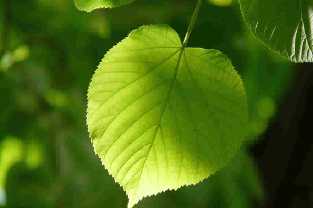 Ongoing Financial Growth
